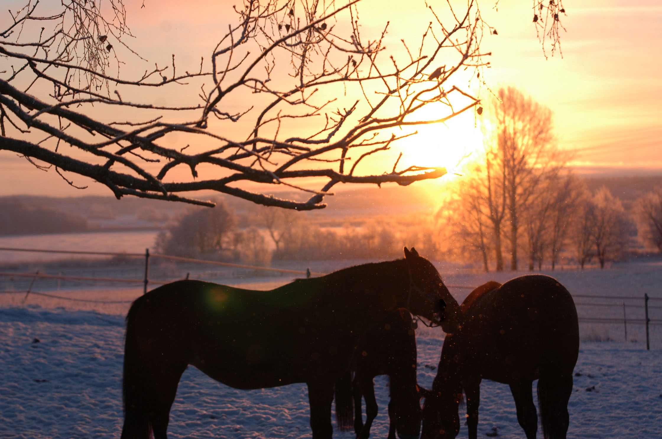 Gott Nytt År! Foto; Annika Lindblom